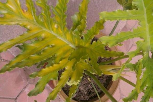 春羽应该放在家庭的哪个位置好(风水) 春羽叶子发黄怎么办