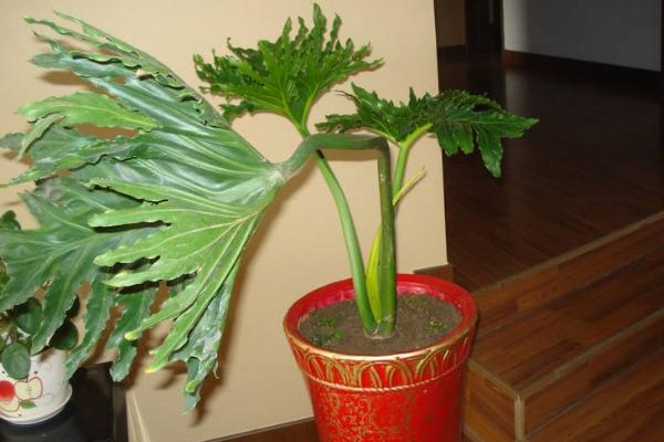 春羽应该放在家庭的哪个位置好(风水) 春羽叶子发黄怎么办