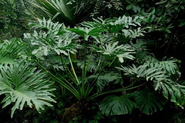 春羽怎么浇水(多久浇一次) 春羽的养殖方法和注意事项