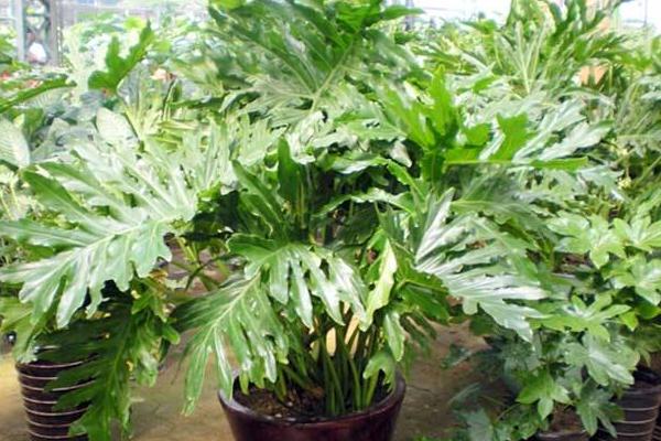 春羽怎么浇水(多久浇一次) 春羽的养殖方法和注意事项