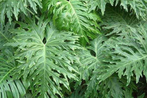 春羽怎么浇水(多久浇一次) 春羽的养殖方法和注意事项