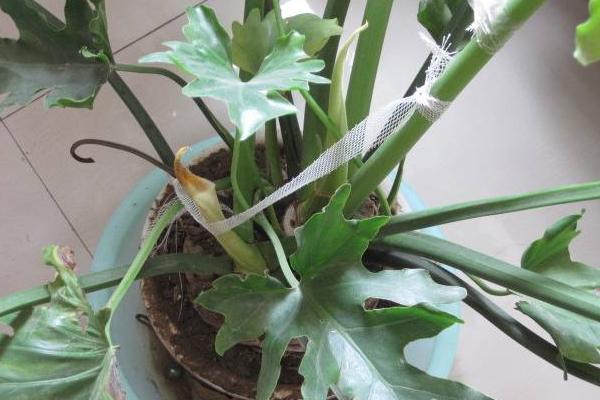 春羽怎么浇水(多久浇一次) 春羽的养殖方法和注意事项