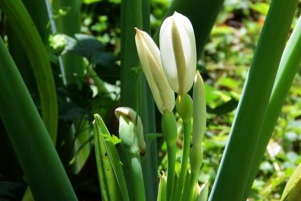 海芋花图片大全 海芋花花语及寓意