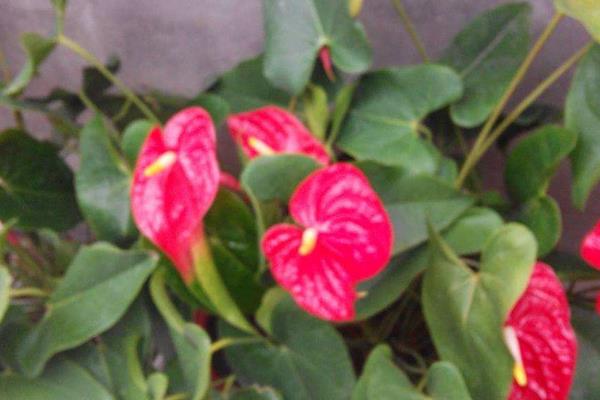 海芋花图片大全 海芋花花语及寓意