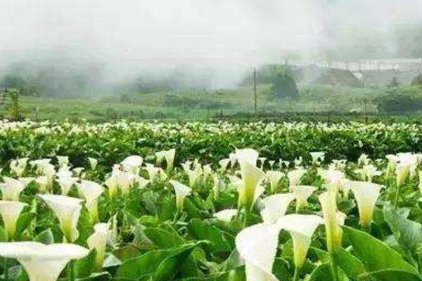 海芋花有毒吗 海芋花长在哪里