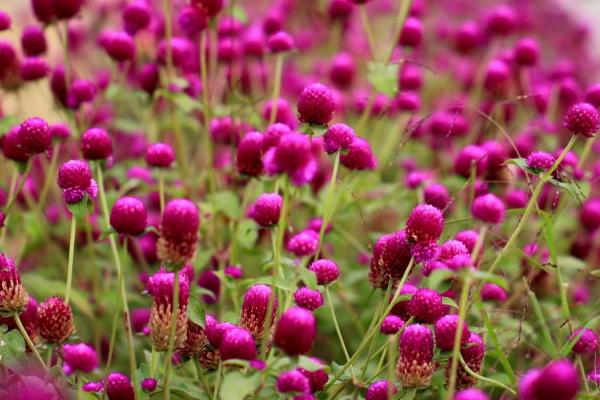 千日红繁殖方法 千日红怎么播种