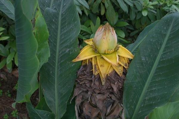 地涌金莲图片大全 地涌金莲花语及寓意