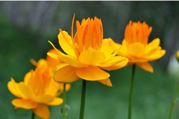 金莲花产地在哪里 金莲花的生长习性