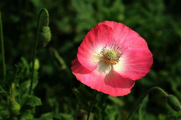 虞美人种子市场价格多少钱一斤 虞美人的家庭养殖方法和注意事项