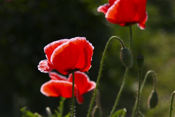 虞美人和罂粟花的区别是什么  花菱草和虞美人的区别