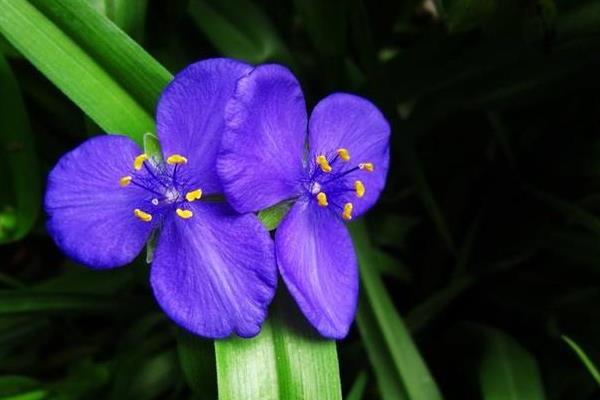 紫露草种子市场价格多少钱一斤  紫露草的养殖方法