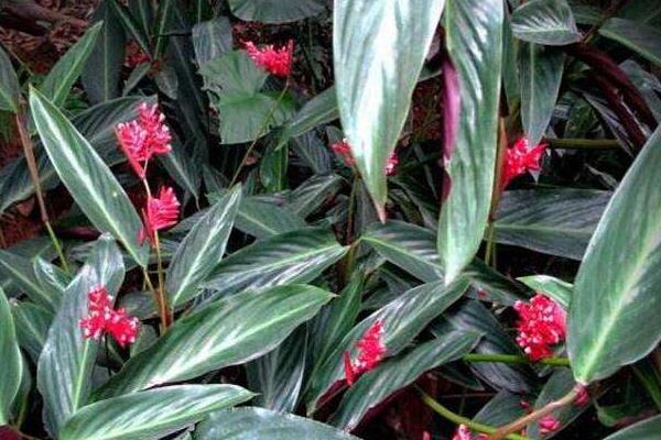 紫背竹芋盆栽怎么养 紫背竹芋的养殖方法与注意事项