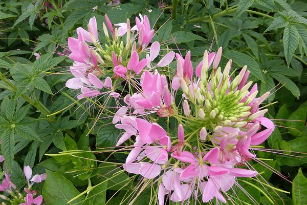醉蝶花怎么种 醉蝶花种植方法与注意事项