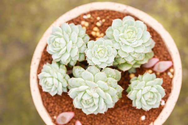 静夜多肉每到夏天就死怎么办(怎么度夏) 静夜怎么砍头(后续养护)