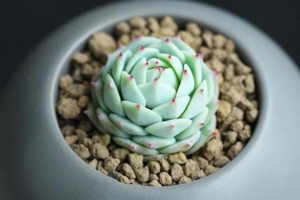 静夜多肉每到夏天就死怎么办(怎么度夏) 静夜怎么砍头(后续养护)