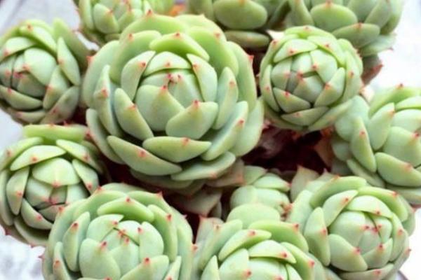 静夜多肉每到夏天就死怎么办(怎么度夏) 静夜怎么砍头(后续养护)