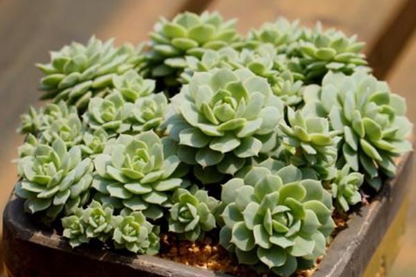 静夜多肉每到夏天就死怎么办(怎么度夏) 静夜怎么砍头(后续养护)