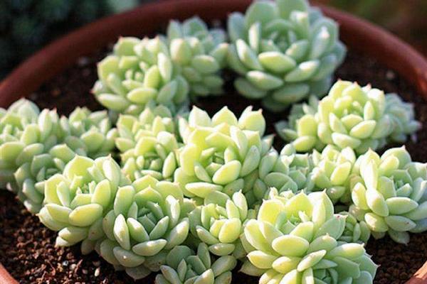 静夜多肉每到夏天就死怎么办(怎么度夏) 静夜怎么砍头(后续养护)