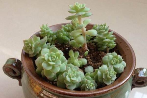 静夜多肉每到夏天就死怎么办(怎么度夏) 静夜怎么砍头(后续养护)