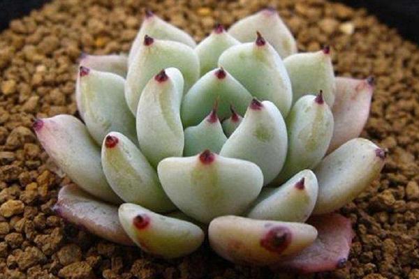 静夜多肉每到夏天就死怎么办(怎么度夏) 静夜怎么砍头(后续养护)