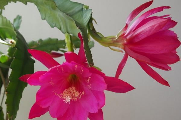 令箭荷花怎么繁殖(扦插) 仙人掌嫁接令箭荷花的技巧