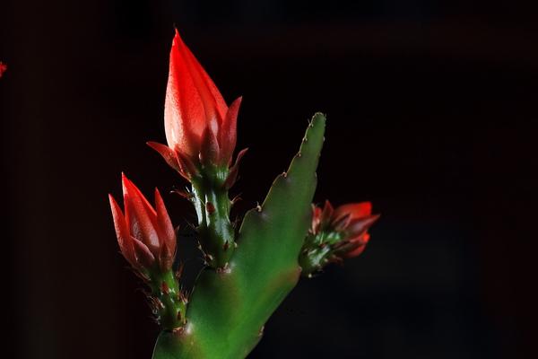 令箭荷花怎么繁殖(扦插) 仙人掌嫁接令箭荷花的技巧