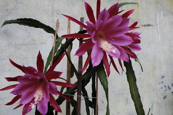 令箭荷花怎么繁殖(扦插) 仙人掌嫁接令箭荷花的技巧