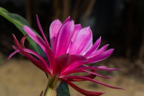 令箭荷花怎么繁殖(扦插) 仙人掌嫁接令箭荷花的技巧