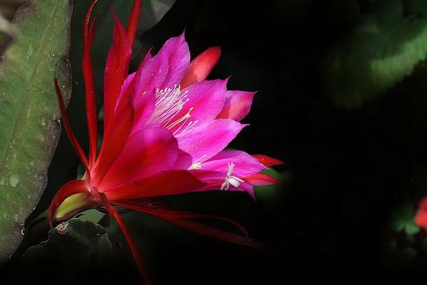 令箭荷花怎么繁殖(扦插) 仙人掌嫁接令箭荷花的技巧