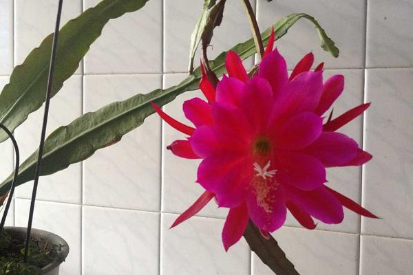 令箭荷花怎么繁殖(扦插) 仙人掌嫁接令箭荷花的技巧