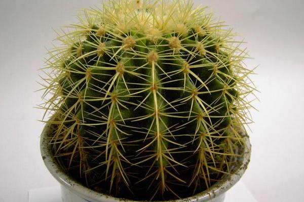 仙人球发黄了怎么办