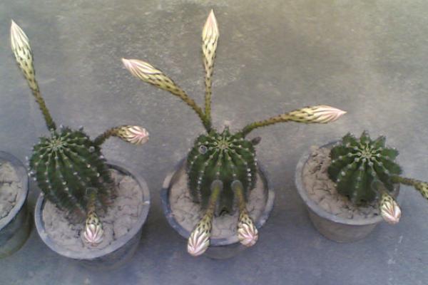 仙人球繁殖方法 仙人球如何播种