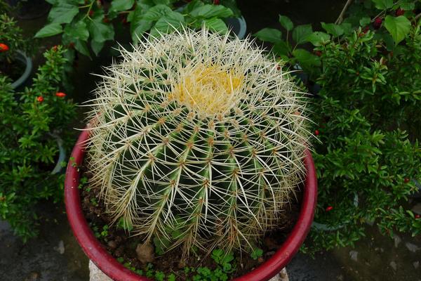 仙人球吸收甲醛吗 仙人球放在卧室好吗(风水角度分析)