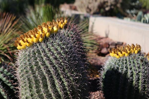 仙人球吸收甲醛吗 仙人球放在卧室好吗(风水角度分析)