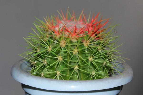 仙人球吸收甲醛吗 仙人球放在卧室好吗(风水角度分析)