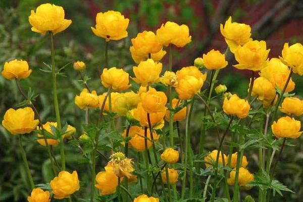 金莲花市场价格多少钱一斤  金莲花的功效与作用