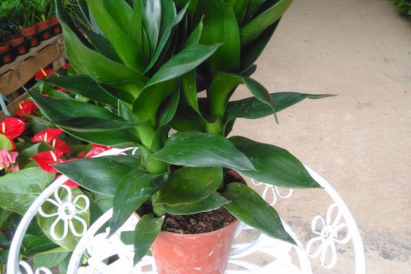 莲花竹能水培吗 莲花竹家庭水培养殖方法与注意事项