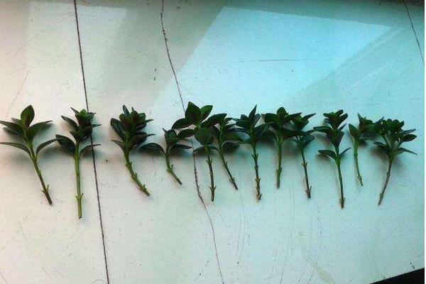 金鱼吊兰怎么繁殖(扦插) 金鱼吊兰怎么长得快