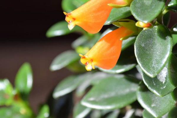 金鱼吊兰怎么繁殖(扦插) 金鱼吊兰怎么长得快