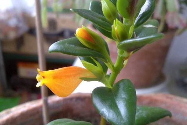 金鱼吊兰怎么繁殖(扦插) 金鱼吊兰怎么长得快