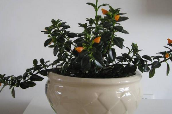 金鱼吊兰怎么繁殖(扦插) 金鱼吊兰怎么长得快