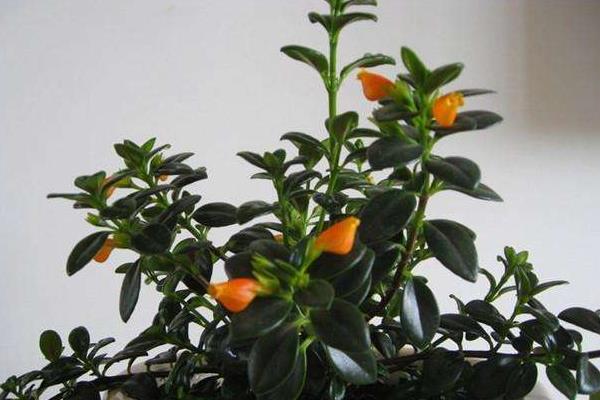 金鱼吊兰怎么繁殖(扦插) 金鱼吊兰怎么长得快