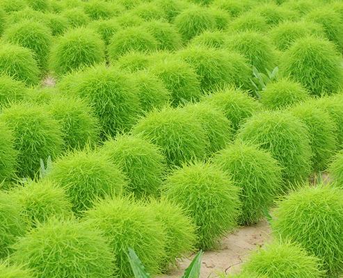 地肤怎么种 地肤种植方法与注意事项