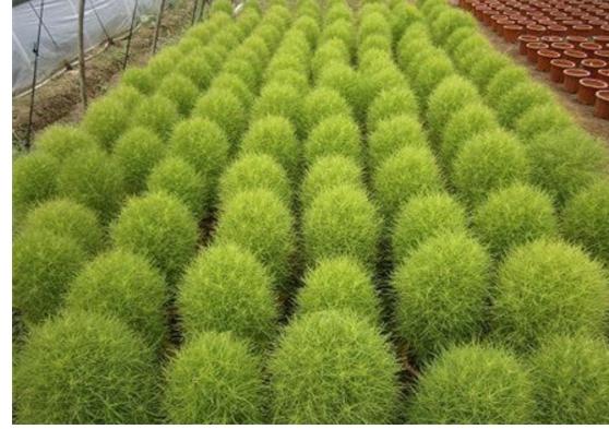 地肤怎么种 地肤种植方法与注意事项