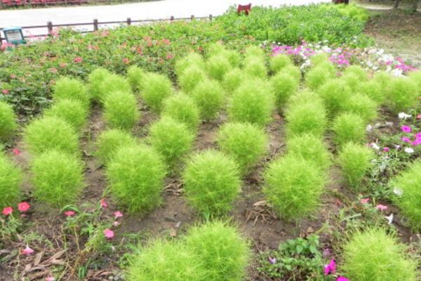 地肤种子市场价格多少钱一斤 地肤的播种繁殖方法