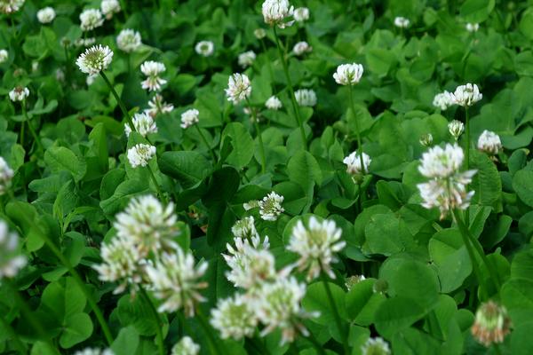 白车轴草怎么种 白车轴草种植方法与注意事项