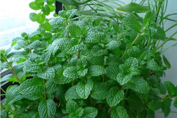 罗勒叶是薄荷吗 罗勒叶和薄荷的区别是什么