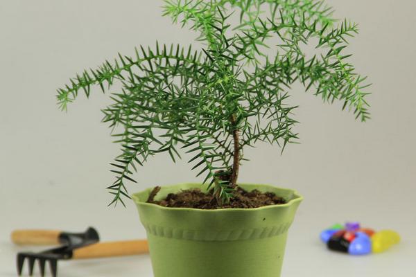 南洋杉怎么浇水（多久浇一次） 南洋杉叶片变黄怎么办