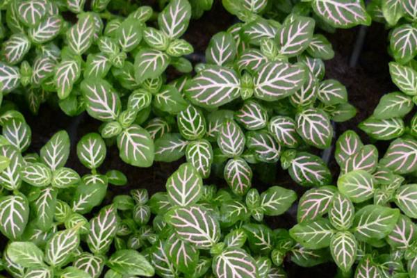 网纹草可以水培养殖吗 网纹草的养殖方法