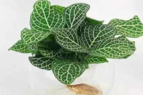 网纹草可以水培养殖吗 网纹草的养殖方法